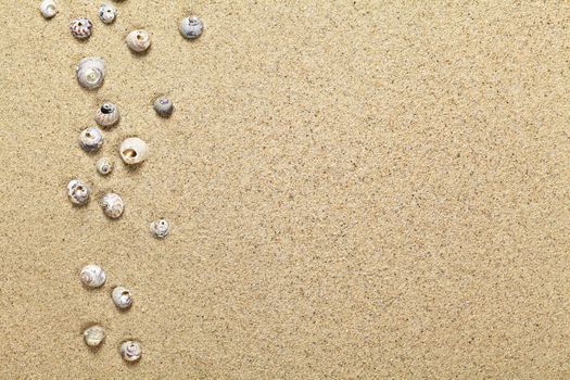 Sea shells on sand background. Summer beach concept with copy space. Top view