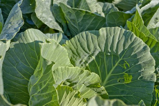 green cabbage in the salad