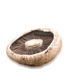 Healthy fresh mushrooms with very shallow depth of field