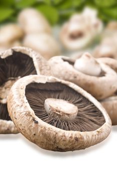 Healthy fresh mushrooms with very shallow depth of field