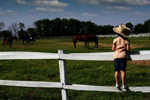 child standing on the corral and watching horses
