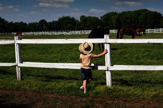 child watching the horses on the farm 