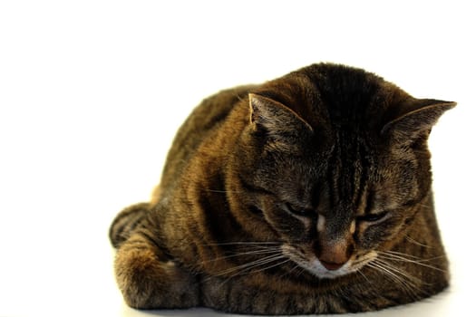 tabby cat at rest in front of white background