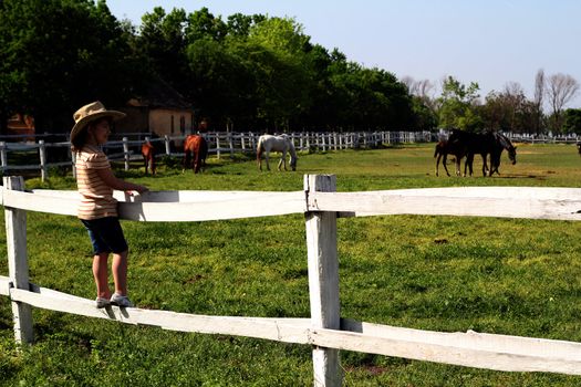 little girl standing on the corral and watching horses