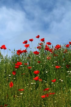 meadow with wild flowers nature scene