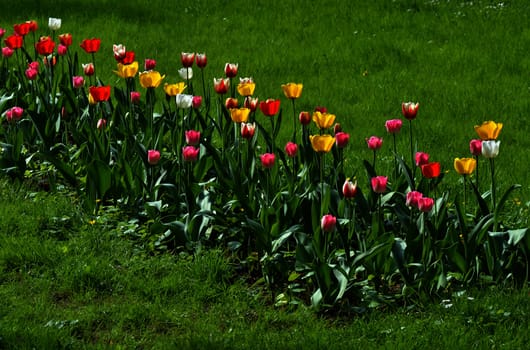 A lot of blooming tulips in the park