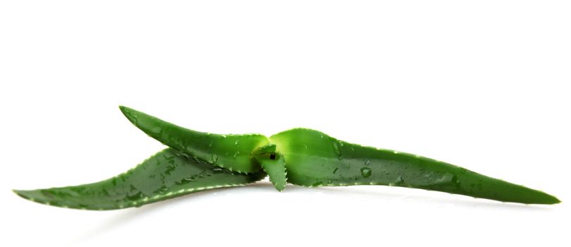 Aloe vera.