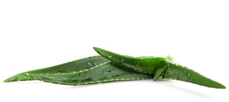 Aloe vera.