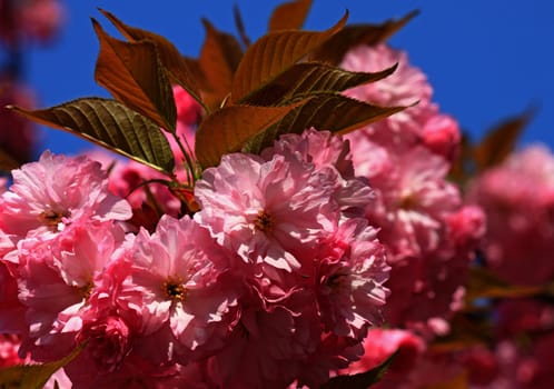 pink cherry tree blossom over blue sky