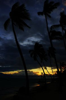 Silhouettes of palm trees on a tropical beach at sunrise