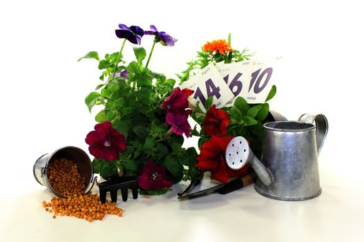 slow-release Fertilizer with flowers, calendar sheets, watering can and garden tools on a light background