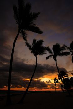 Silhouettes of palm trees on a tropical beach at sunrise