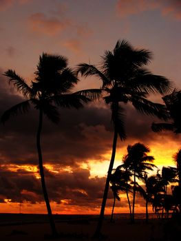 Silhouettes of palm trees on a tropical beach at sunrise