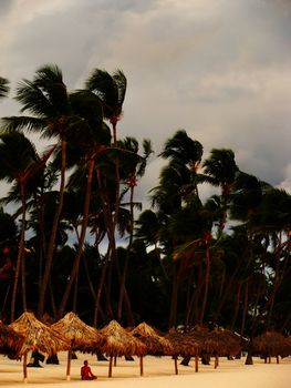 Umbrellas and palm trees on a beach at sunrise