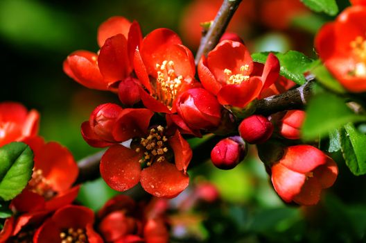 Japanese Quince tree blooming in may.