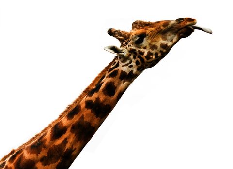 giraffe licking - isolated