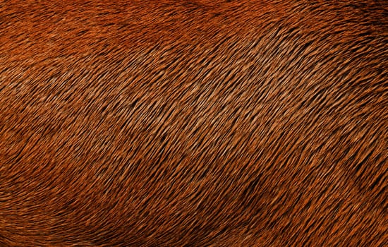 Animal Hair Texture