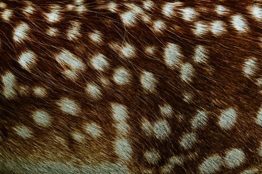 White-Tailed Deer texture