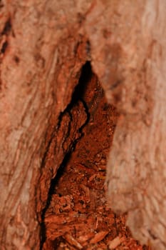 Tree bark, dry parts of the tree