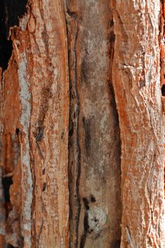 Tree bark, dry parts of the tree