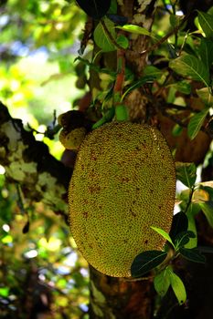 Jack fruit on tree