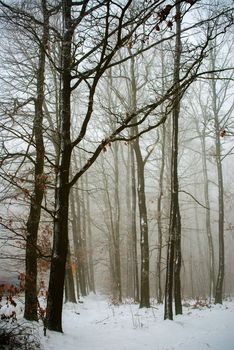 Winter forest