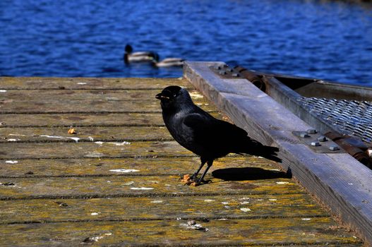 Crow on pier by the water with ducks in the background.