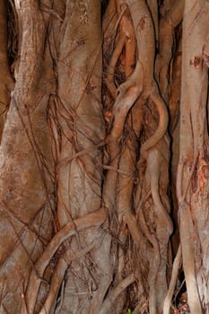 Tree bark, dry parts of the tree