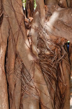 Tree bark, dry parts of the tree