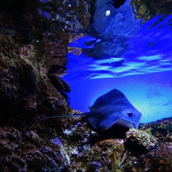 Stingray swimming on tropical coral reef
