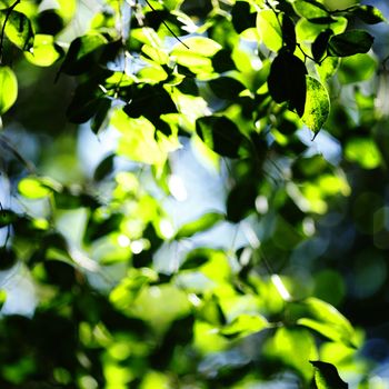 Green leaves background in sunny day