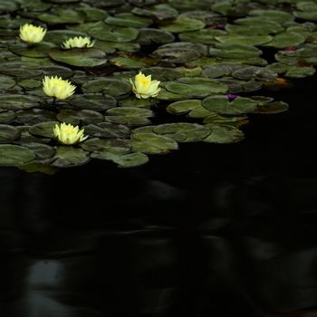 Yellow water lily in a pond
