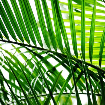 Palm tree leaf in sunlight close-up