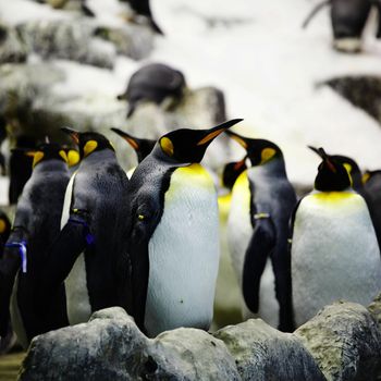 Emperor penguins on rocks near sea