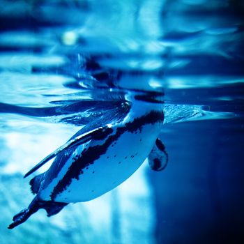 Penguin swimming in transparent water - underwater view