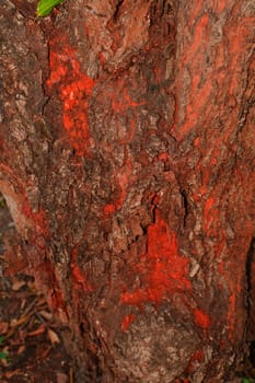 Tree bark, dry parts of the tree