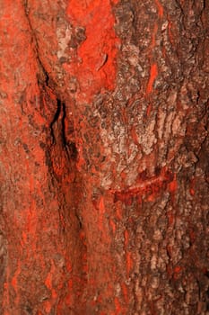 Tree bark, dry parts of the tree