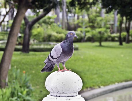 One pigeon on city park in sunny summer day