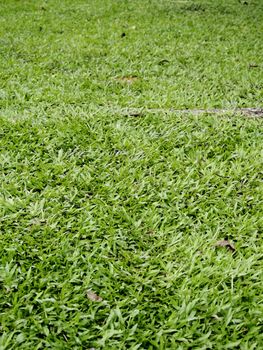 Fresh Green Grass Texture and surface 