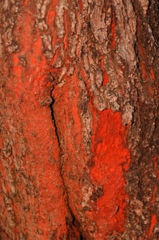 Tree bark, dry parts of the tree