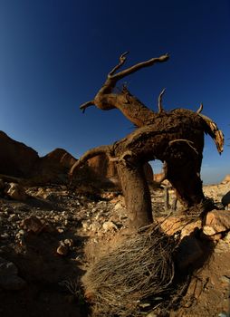 Dry tree in the desert in the shape of a walking man with horns