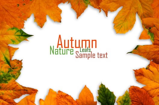 Autumn Maple Leafs