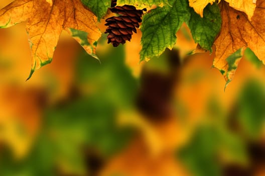 Beautiful autumn background with maple leaves