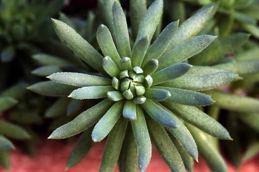 Hen and Chick Miniature Succulent Plant Closeup Macro