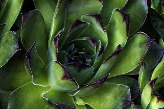 Hen and Chick Succulent Plant Closeup Macro