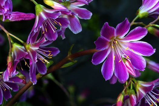 Saxifraga Succulent Plant with Pink Flowers Blooming in Spring