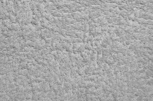 Wool sheep closeup