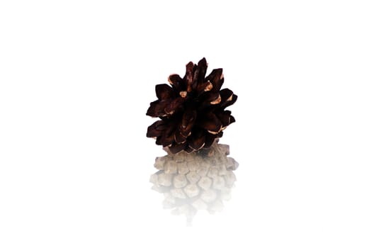 Pine cone isolated on white, clipping path included