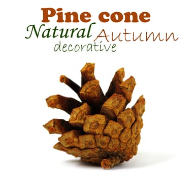 Pine cone isolated on white, clipping path included
