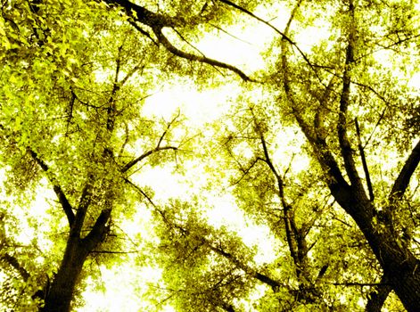 autumn forest